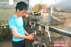 Thu nhập cao từ nghề nuôi ong