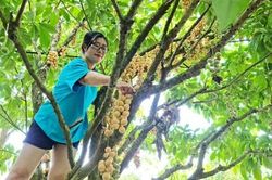 Trải nghiệm trèo cây hái dâu ở miền Tây