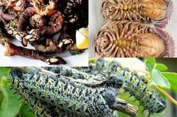 3 đặc sản nhìn 'hết hồn' nhưng đắt hơn tôm hùm