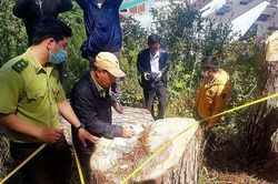 Lâm Đồng tạm dừng cho thuê môi trường rừng từ 26/5