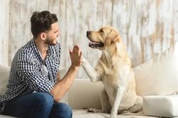 Chàng trai hủy cưới vì cô gái suýt làm chết chú chó cưng