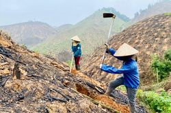 Công ty lâm nghiệp Yên Lập đẩy mạnh hoạt động sản xuất, kinh doanh