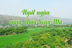 Ngút ngàn vùng nhãn Sông Mã