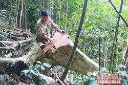 Rừng bản Bon đang bị xâm hại