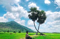 Tiếc nuối ngắm cây thốt nốt tình yêu từng gây bão MXH giờ chỉ còn là kỷ niệm