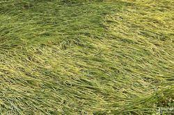 Nhiều diện tích lúa Xuân đổ rạp do mưa lớn