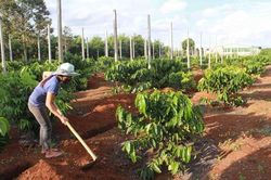 Tây Nguyên tăng diện tích cây trồng xen trong vườn cà phê