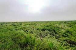 Kinh tế Nông nghiệp - Nông thôn Nhiều diện tích lúa đông xuân bị đổ ngã