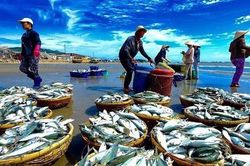 Xuất khẩu cá ngừ đạt đỉnh trong quý đầu năm