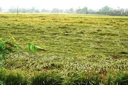 Xót xa cảnh hàng nghìn ha lúa chín ở TT-Huế gãy đổ vì mưa lớn bất thường
