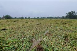 Hơn 3.000 ha lúa bị đổ rạp, người dân Quảng Trị đứng trước nguy cơ mất mùa