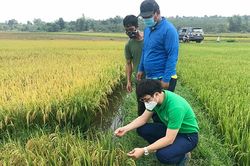 Liên kết canh tác lúa nước theo hướng hữu cơ: Bước đột phá ở Đak Đoa