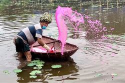 Để có đầm sen thơm ngát hoa không ngờ chủ hồ dùng chiêu này