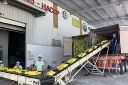 Philippines tiếp tục đứng đầu về tiêu thụ gạo của Việt Nam