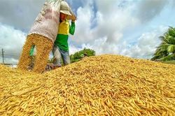 Philippines đứng đầu về tiêu thụ gạo của Việt Nam