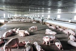 Duy trì tăng trưởng giá trị sản xuất chăn nuôi từ 2-4%/năm