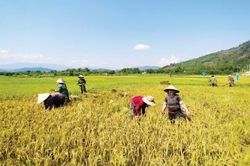 Kinh tế Bảo vệ mùa màng, tài sản trước giông lốc, thời tiết cực đoan