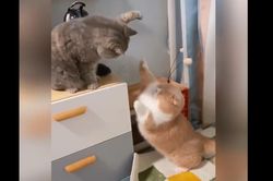 Cười trẹo quai hàm xem 2 nàng mèo chân ngắn đánh nhau