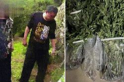 Trồng 934 cây thuốc phiện làm gia vị bỏ vào đồ ăn, cụ ông bị bắt vì đi đâu cũng khoe nấu ăn ngon đến... gây nghiện