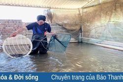 Nghề nuôi cá giống xã Minh Tâm vào mùa sản xuất
