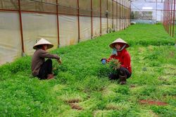 Rau, củ, quả Lâm Đồng nhiều loại tăng giá gấp đôi