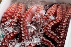 Xuất khẩu bạch tuộc, mực sang Hàn Quốc đạt gần 55 triệu USD