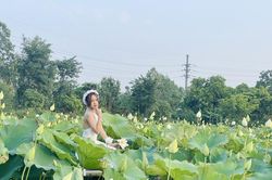 Đắm mình trong sắc hoa sen trắng hiếm có ở Hà Nội