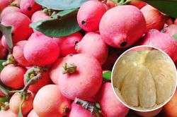 Trái cây rừng lạ hoắc, ăn chua chua giòn giòn khiến nhiều người tò mò muốn thử