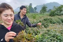 Cây dại xưa làm hàng rào, nay là 'nhân sâm quý', trồng kiếm 12 triệu/tháng