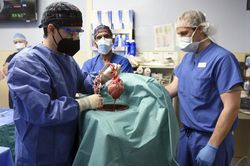 Phát hiện sửng sốt ở quả tim lợn cấy ghép cho người