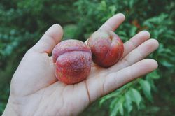 Mùa hè đến, Mộc Châu đón chào du khách bằng một mùa mận trĩu quả