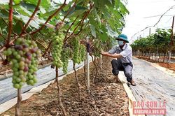 Nông sản Sông Mã sẵn sàng cho Festival trái cây