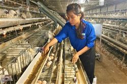 Cô gái trẻ làm giàu từ mô hình nuôi gà ác
