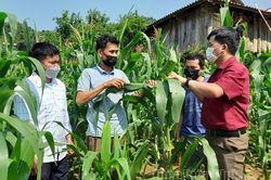 Tủa Chùa tăng cường phòng trừ sâu bệnh gây hại cây trồng