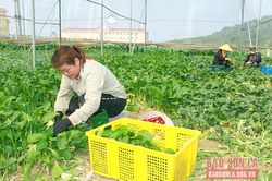 Vân Hồ phát triển vùng trồng rau an toàn