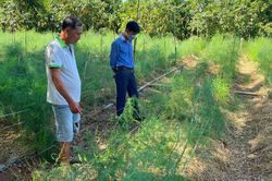 Triển vọng trồng măng tây trên đất rẫy