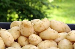 Cảnh giác nhiễm độc solanine và glycoalkaloid