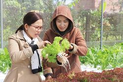 An Khê cần duy trì phát triển mô hình kinh tế tập thể