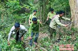 Lợi ích từ rừng ở bản Púng Hày