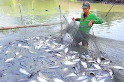 Loại cá từng bị chê lên chê xuống, không ai thèm ăn, nay 'đổi đời' thành đặc sản đắt đỏ, 330.000đồng/kg