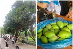 Vào mùa xoài, sinh viên thi nhau khoe 'chiến lợi phẩm' cực hài hước