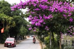Vòng quanh thành Vinh để cảm nhận vẻ đẹp của những chùm hoa phố