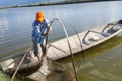 Kinh tế Khoa học - công nghệ Xây dựng thương hiệu 'Cá dìa Tam Giang'