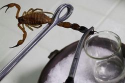 Bọ cạp có chất lỏng gì đắt nhất hành tinh: 1 lít hàng trăm tỷ?