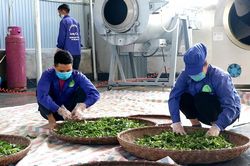 Hợp tác xã phát huy vai trò trụ đỡ cho kinh tế hộ