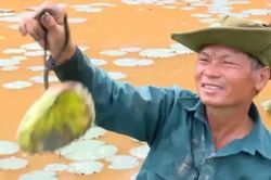 Kinh tế Nông nghiệp - Nông thôn Nông dân lao đao vì sen chết