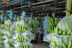 Thị trường Nhật Bản tăng nhập khẩu trái chuối từ Việt Nam