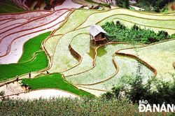 Mùa đổ nước ruộng bậc thang Mù Cang Chải