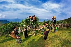 Yên Bái: Đảm bảo mỹ quan môi trường xanh, sạch đẹp tại khu du lịch