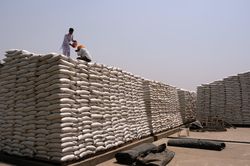 Ấn Độ bất ngờ cấm xuất khẩu lúa mì